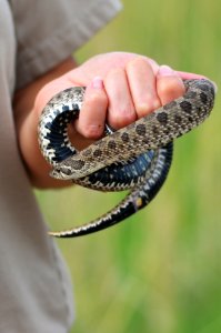 Western Hognose Snake photo