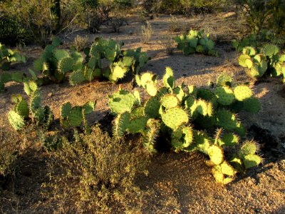 Saguaro NP in Arizona