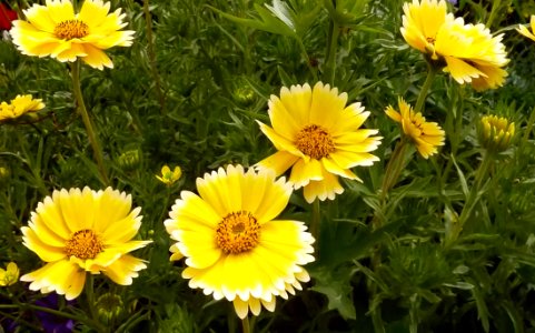 Dasies