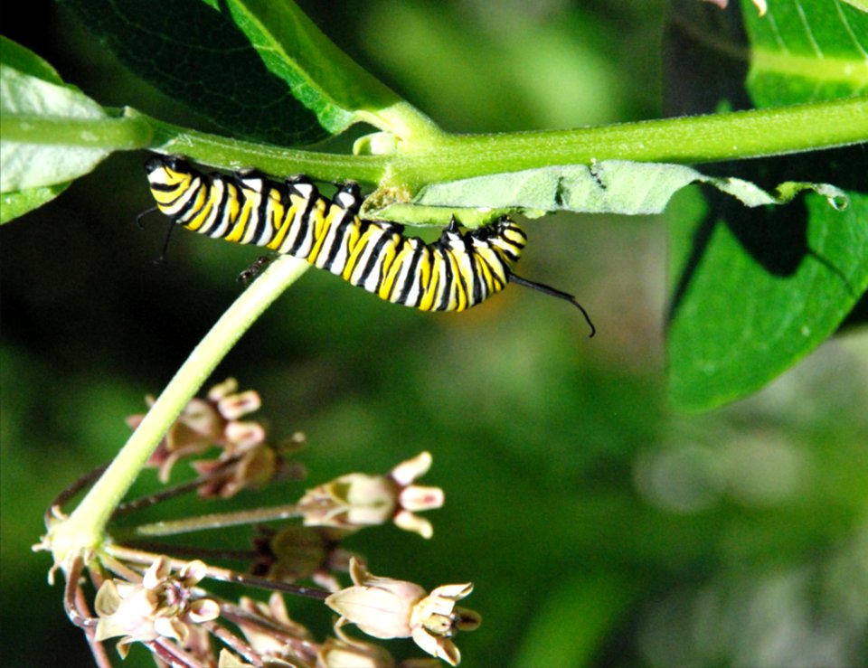 Monarch caterpillar on common milkweed
