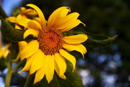Common sunflower photo