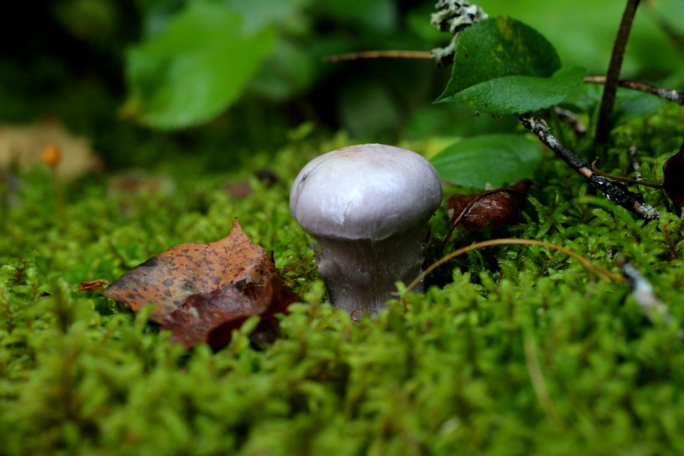 Fall fungi