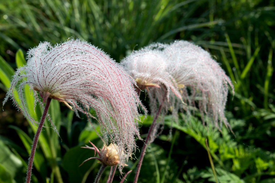 Prairie smoke