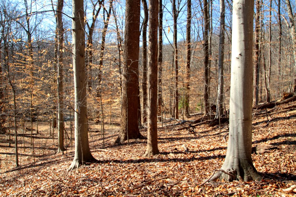 American beech in winter