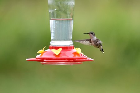Ruby-throated hummingbird