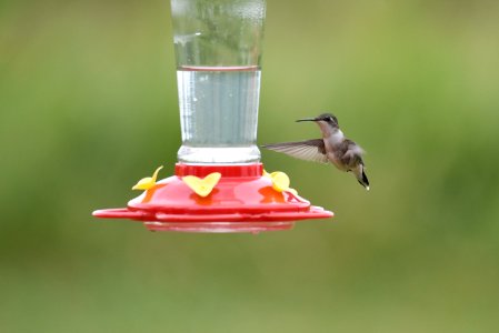 Ruby-throated hummingbird photo