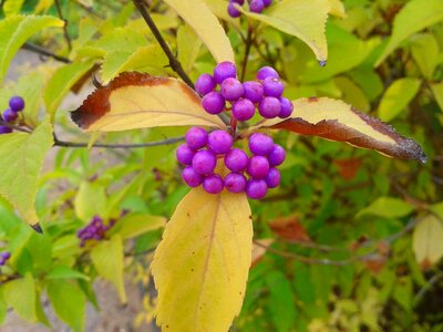 Violet fruit tree photo