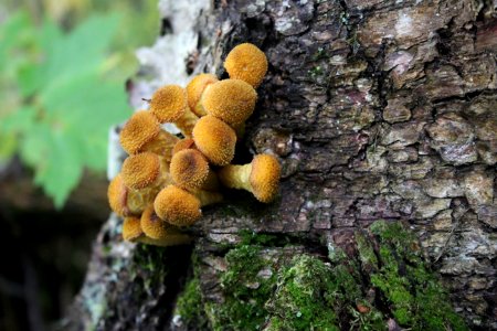 Fall fungi