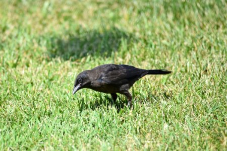 Juvenile common grackle photo