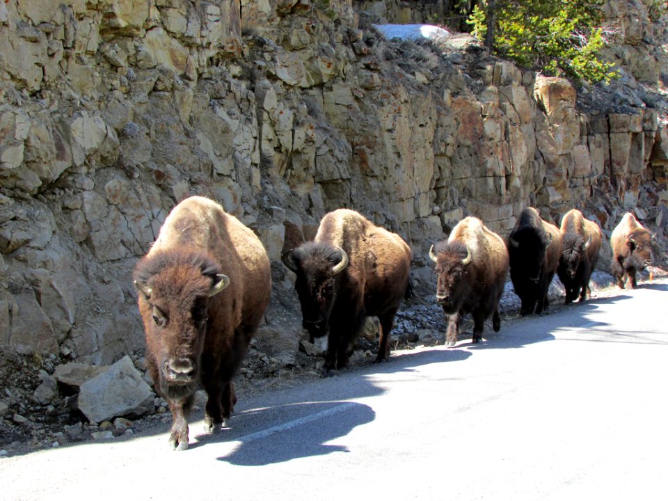 Yellowstone NP in WY
