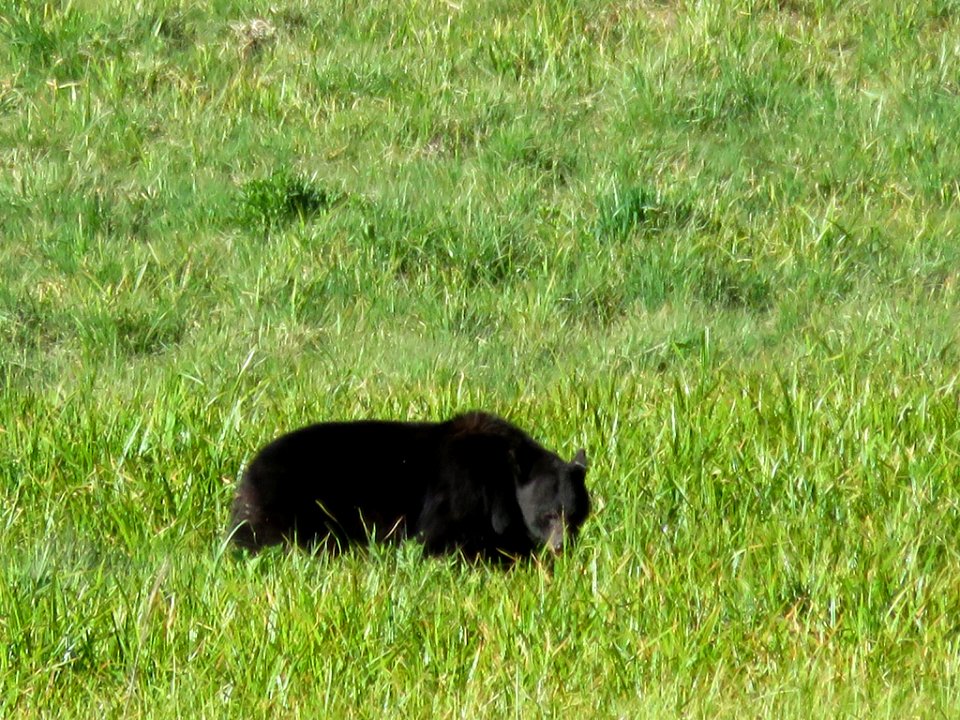 Black Bear at Sequoia NP in CA