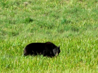 Black Bear at Sequoia NP in CA photo