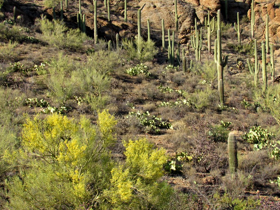 Saguaro NP in Arizona