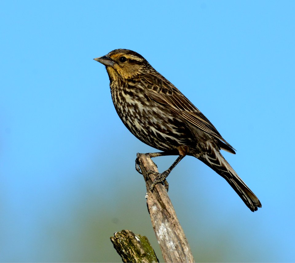 Female Red-winged Blackbird in DeWitt, MI