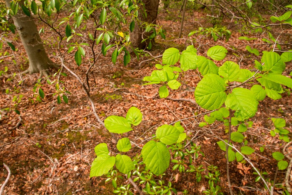 American witch-hazel