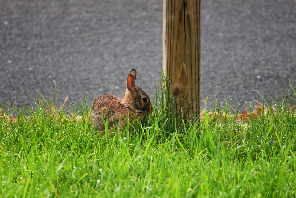 Eastern Cottontail photo