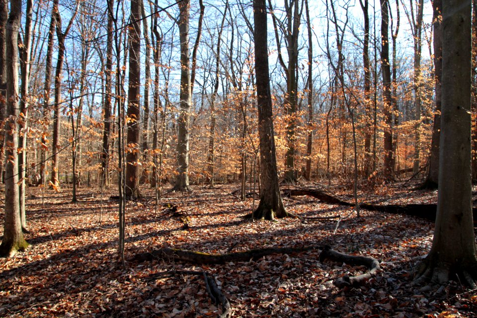 Tan American beech leaves