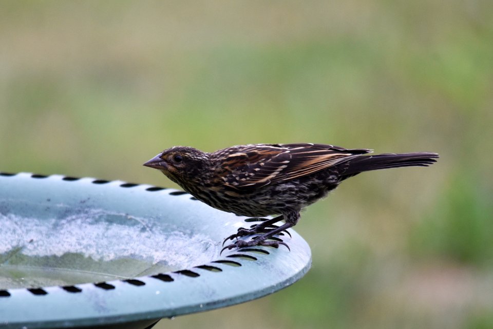 Red-winged blackbird