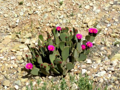 Marble Canyon in AZ photo