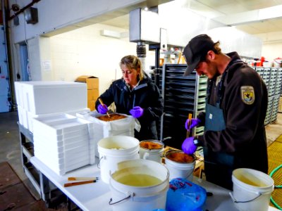 Preparing to ship lake trout eggs to partners