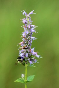 Bee on Blue Giant Hyssop photo