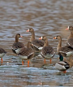 White-fronted geese