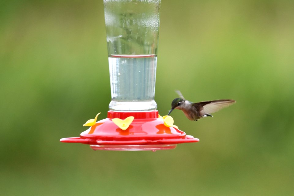 Ruby-throated hummingbird photo