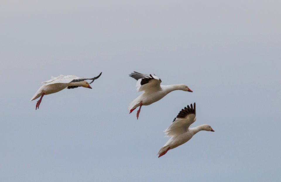 Snow geese coming in for a landing