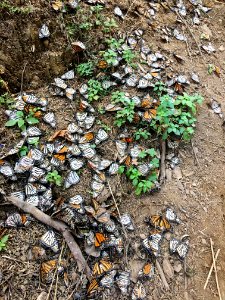 Dead monarchs on the ground in Mexico