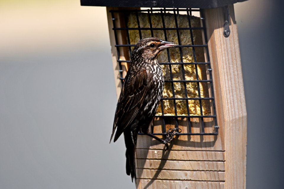 Red-winged blackbird