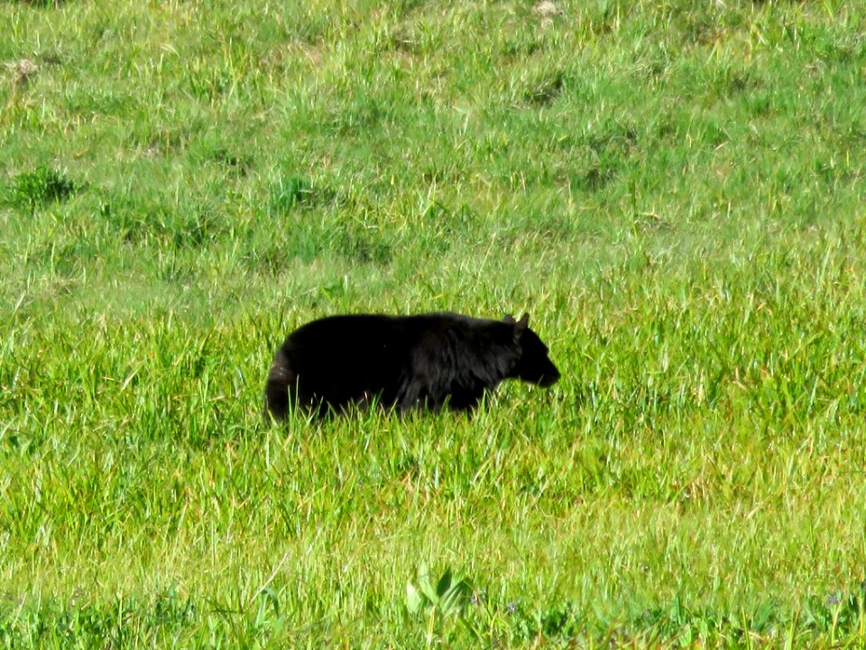 Black Bear at Sequoia NP in CA