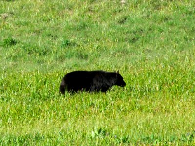 Black Bear at Sequoia NP in CA