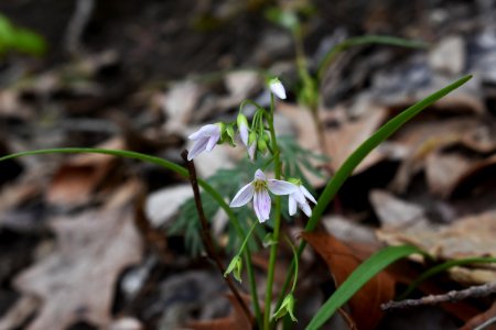 Spring beauty (Claytonia virginica) photo