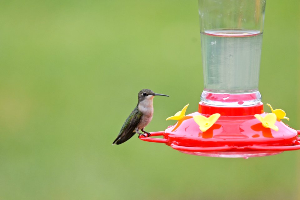 Ruby-throated hummingbird