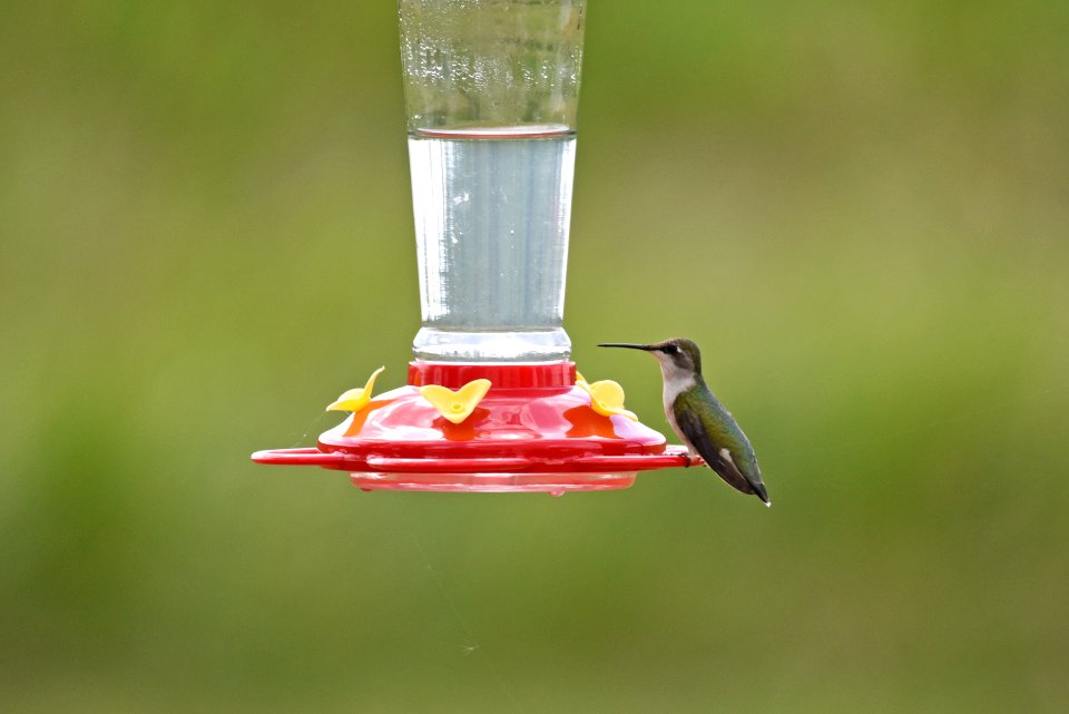 Ruby-throated hummingbird