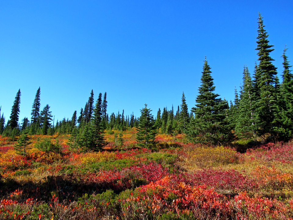Autumn at Skyline Trail at Mt. Rainier NP in WA