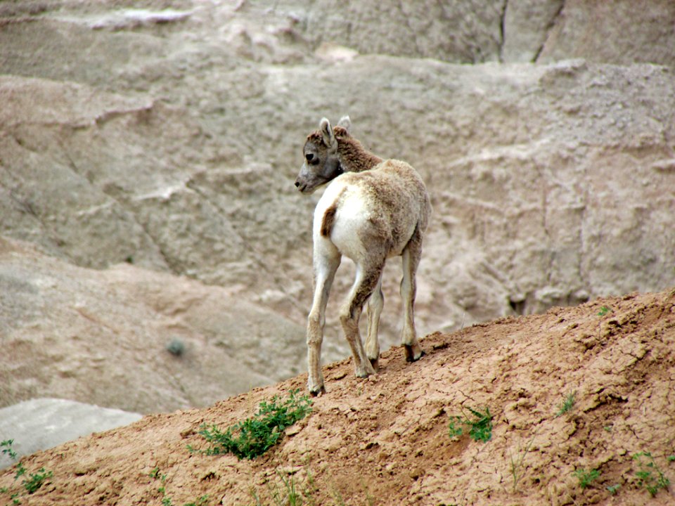 Sheep at Badlands NP in SD