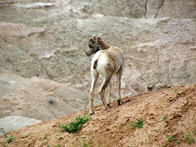 Sheep at Badlands NP in SD photo