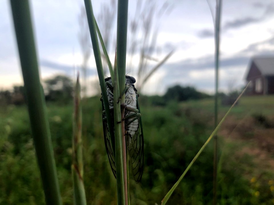 Cicada at Big Muddy National Fish and Wildlife Refuge