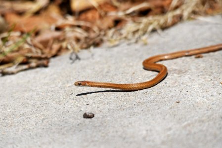 Redbelly snake