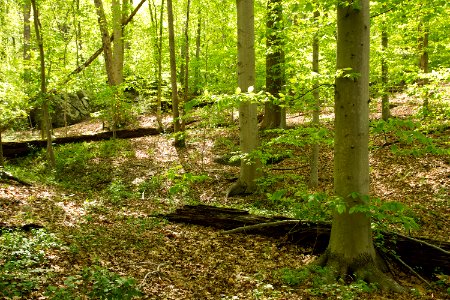 American beech photo