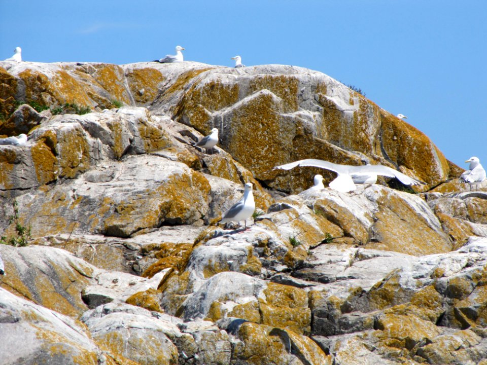 Gull Rock Island with herring gulls