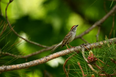 Chipping Sparrow photo