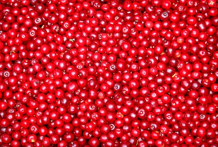 Red berries the background