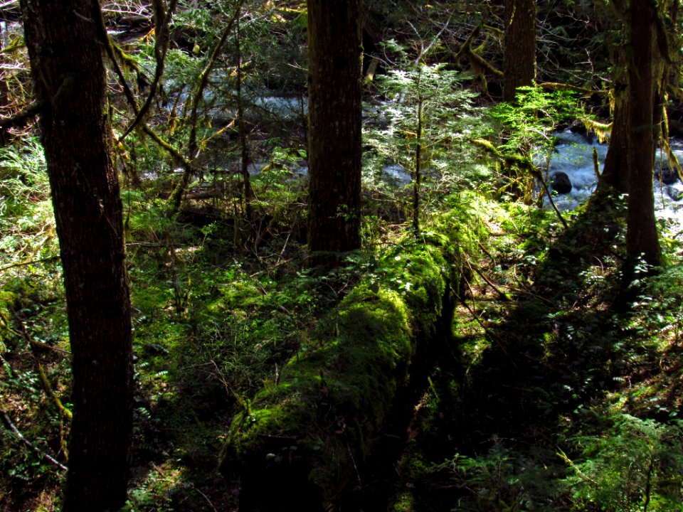 Falls Creek Falls Trail in WA
