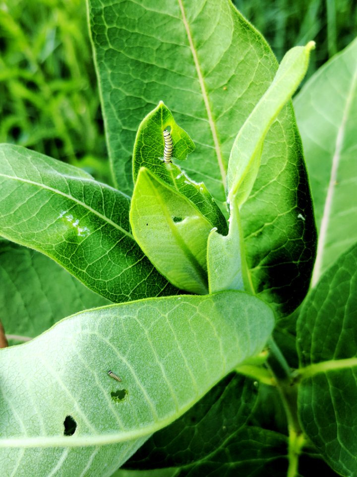 Monarch Caterpillars on Common Milkweed