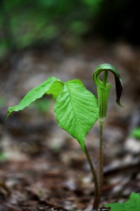 Jack-in-the-pulpit