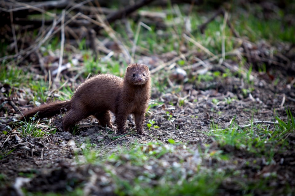 American Mink
