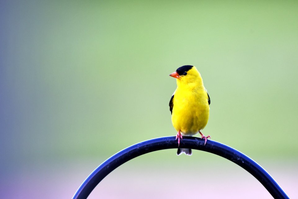 American goldfinch