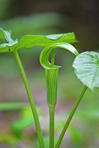 Jack-in-thePulpit
